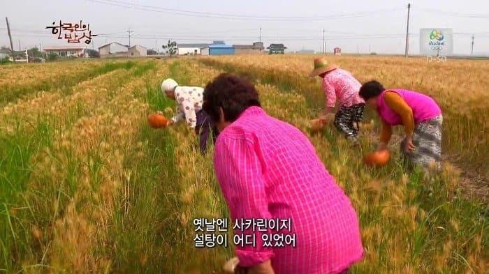 싱글벙글 보릿고개 시절에 먹었다는 잡초풀죽 (3)