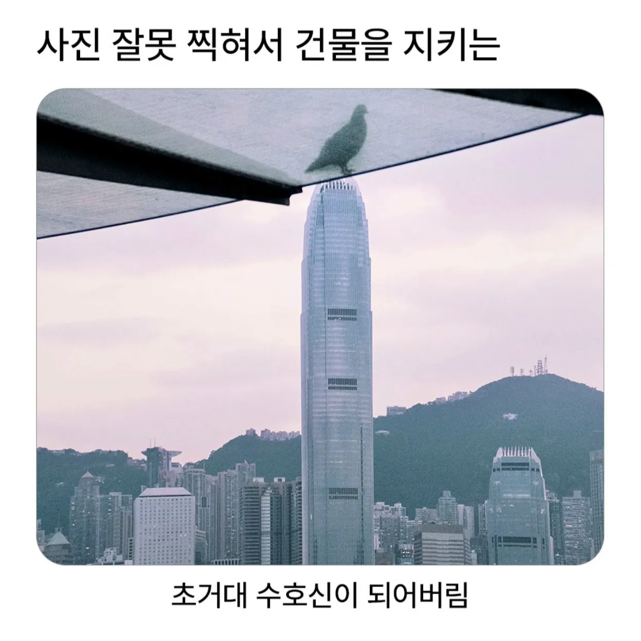 사진 잘못 찍힌 비둘기