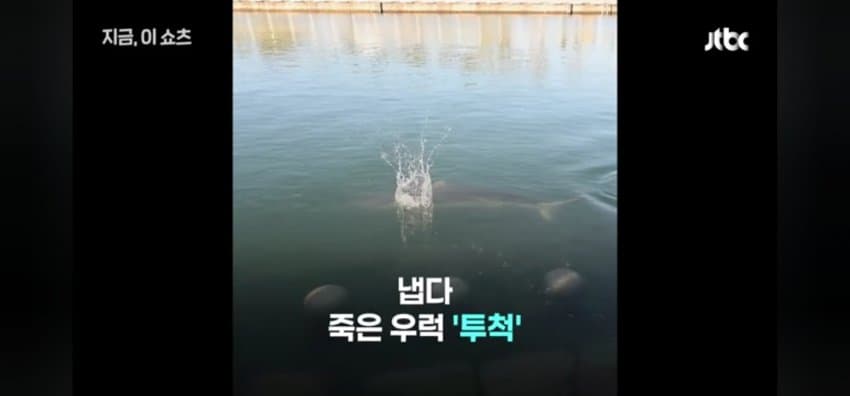 "우럭 먹자~" 부캉이에 생선 투척한 부산 시민 (9)