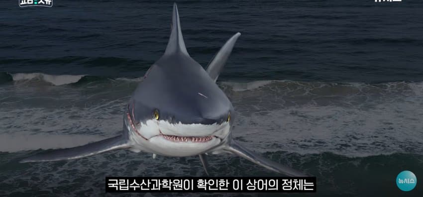 상어 한마리에 3만명 몰려, 부산 명소가 된 북항 (16)