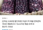 국내산 흑찰옥수수 20개 특품(16cm이상)