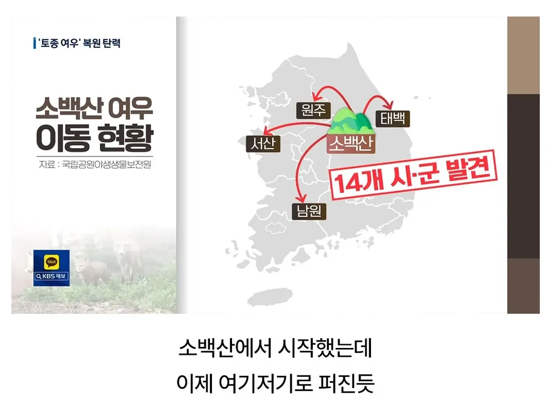 토종여우 근황 (4)