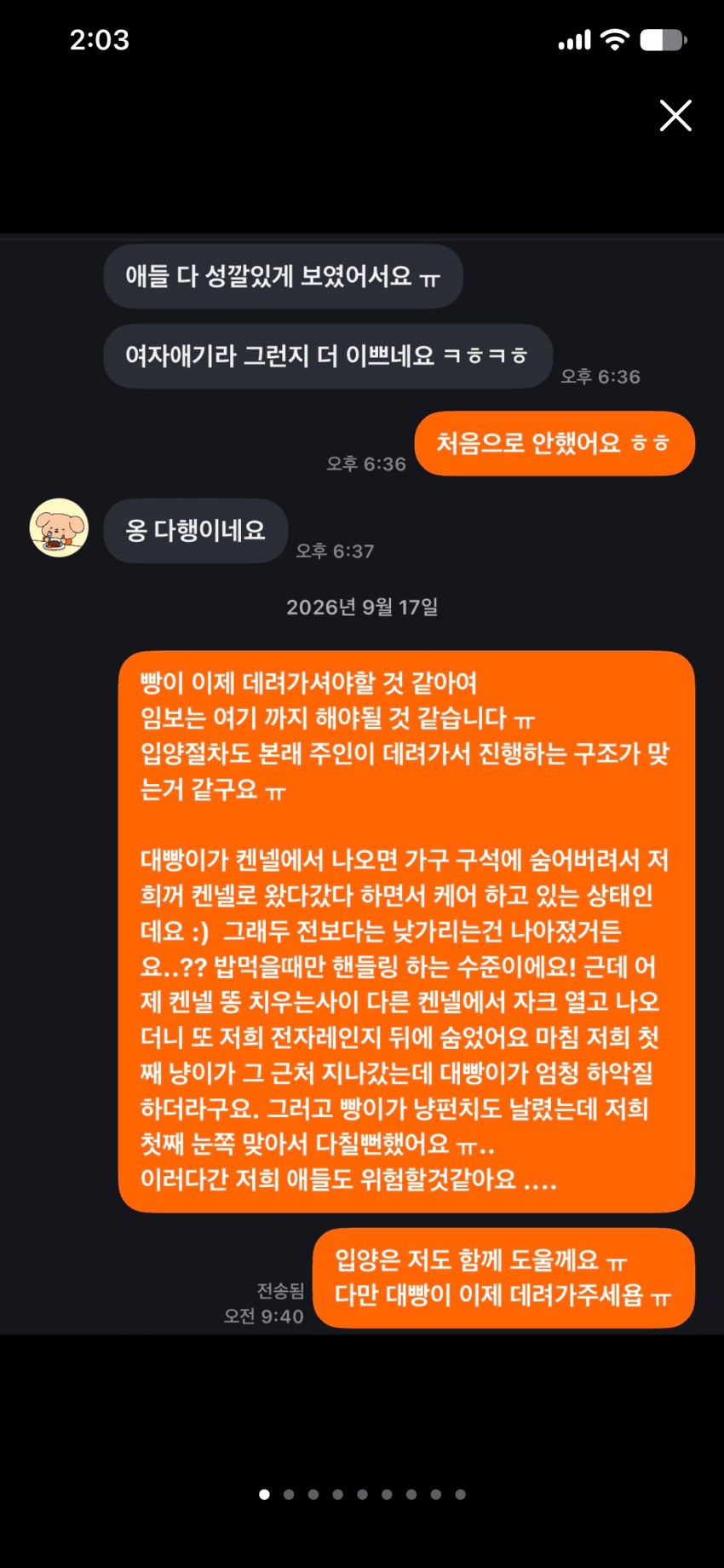 캣어머니한테 임보냥이 설계당한 당근 착한아줌마. (4)