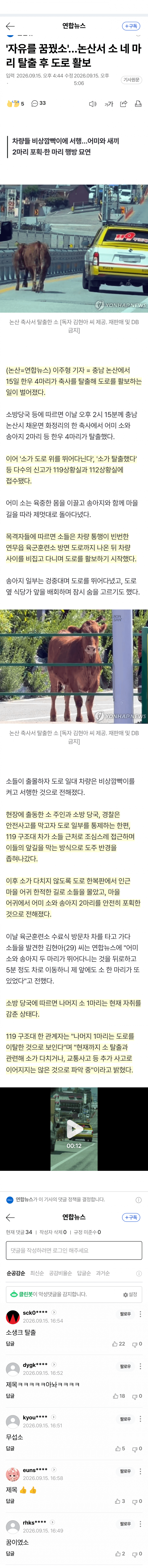 한우 4마리 도로 질주…1마리 아직 행방불명
