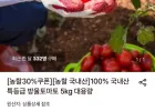 국내산 특등급 방울토마토 5kg