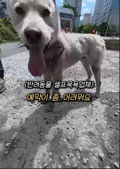 평생 목욕 한번 안 해본 차고지 지킴이 2살 한성이의 생애 첫 목욕대작전 (31)