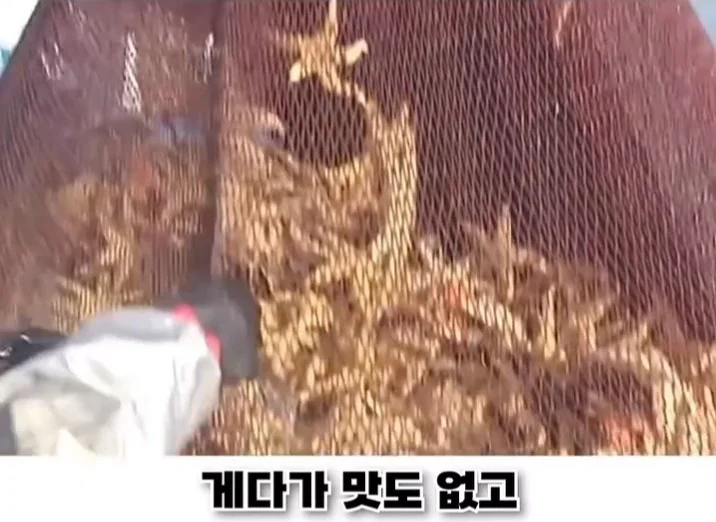 우리나라로 넘어온 바다의 무법자 불가사리의 최후 (7)