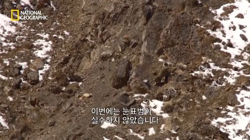 사냥 중 120m 절벽 아래로 떨어진 눈표범. jpg & YouT