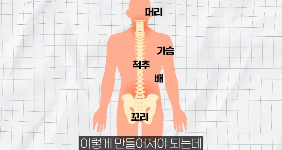 뱀은 어디서 부터 꼬리예요?