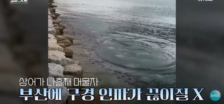 상어 한마리에 3만명 몰려, 부산 명소가 된 북항 (6)