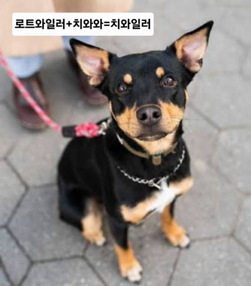 싱글벙글 래딧에 유행한다는 미친 짓 (32)