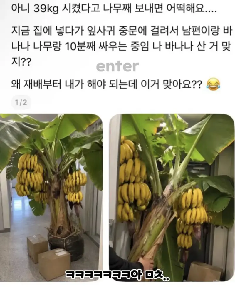 바나나 13kg짜리 모르고 3박스 시켰더니 (2)