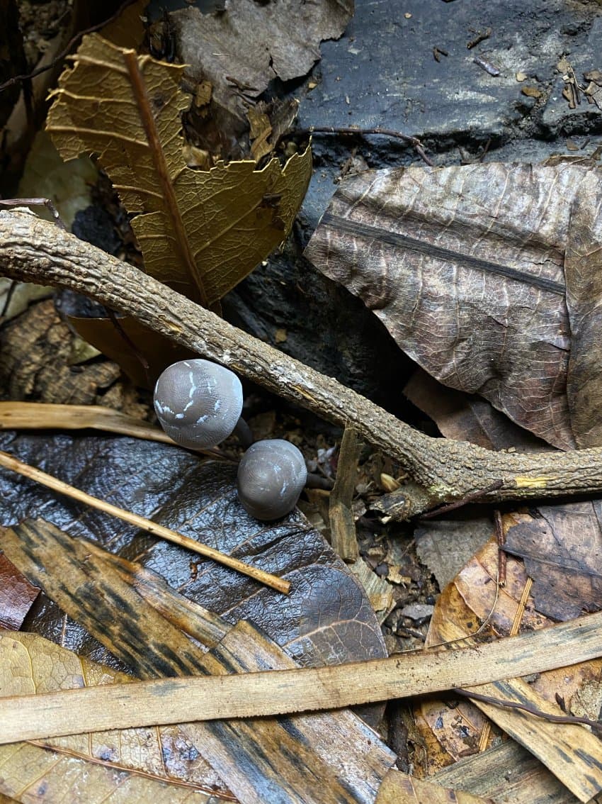 브로멜리아드 물그릇으로 써도되냐 (12)