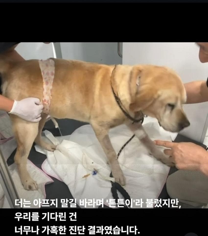 싱글벙글 7시간동안 수로에 빠져 가만히 있던 리트리버 근황 (6)