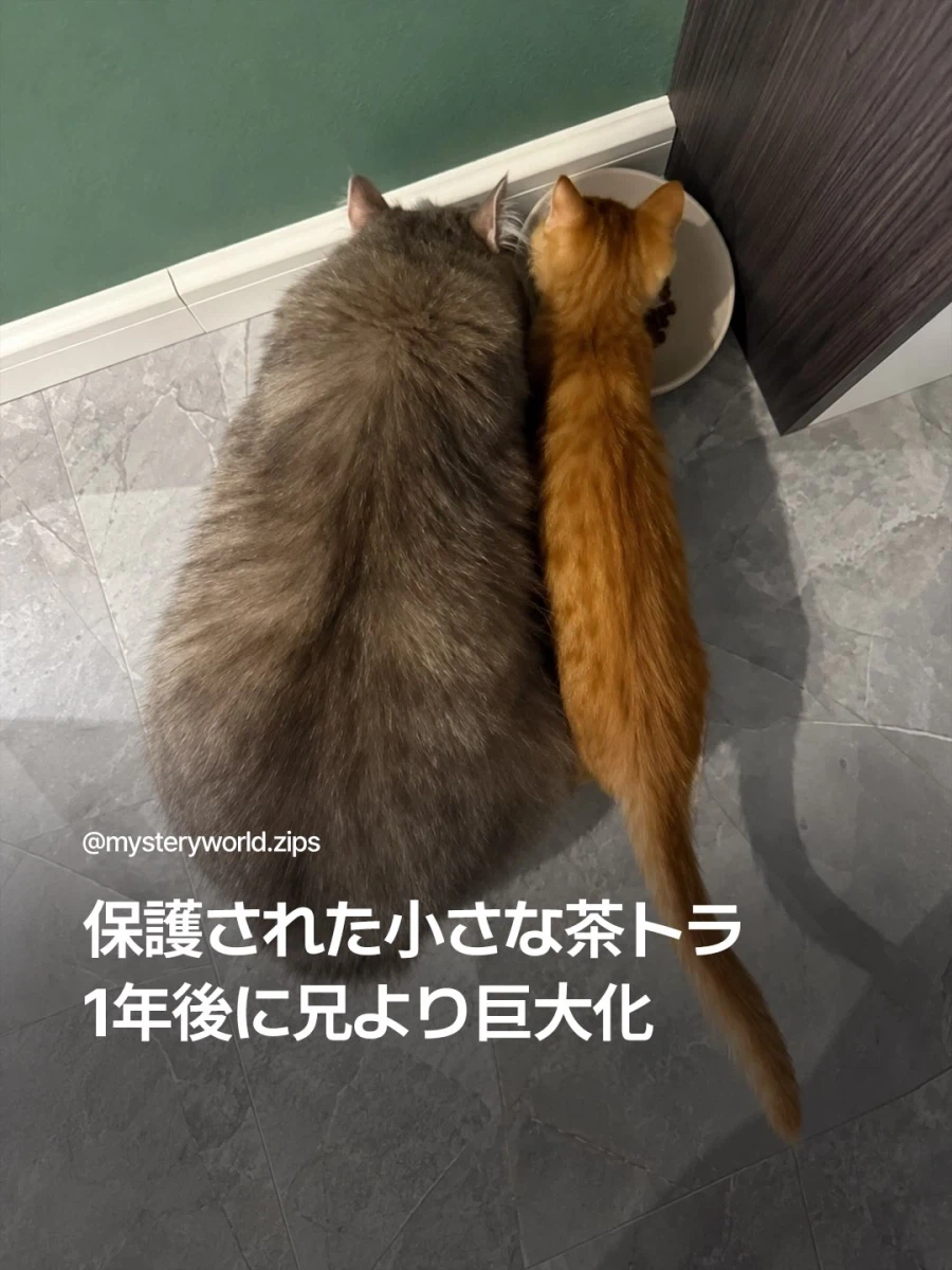 입양된 노랑고양이의 1년후...