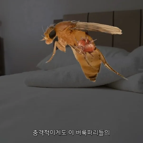 벼룩파리의 불편한 진실 (3)