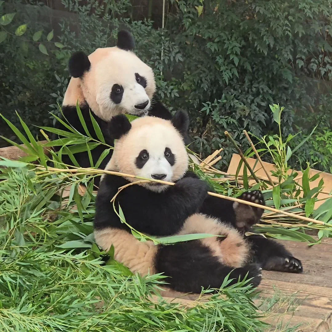 아이바오 따라하는 후이바오 🐼❤🩷 (8)