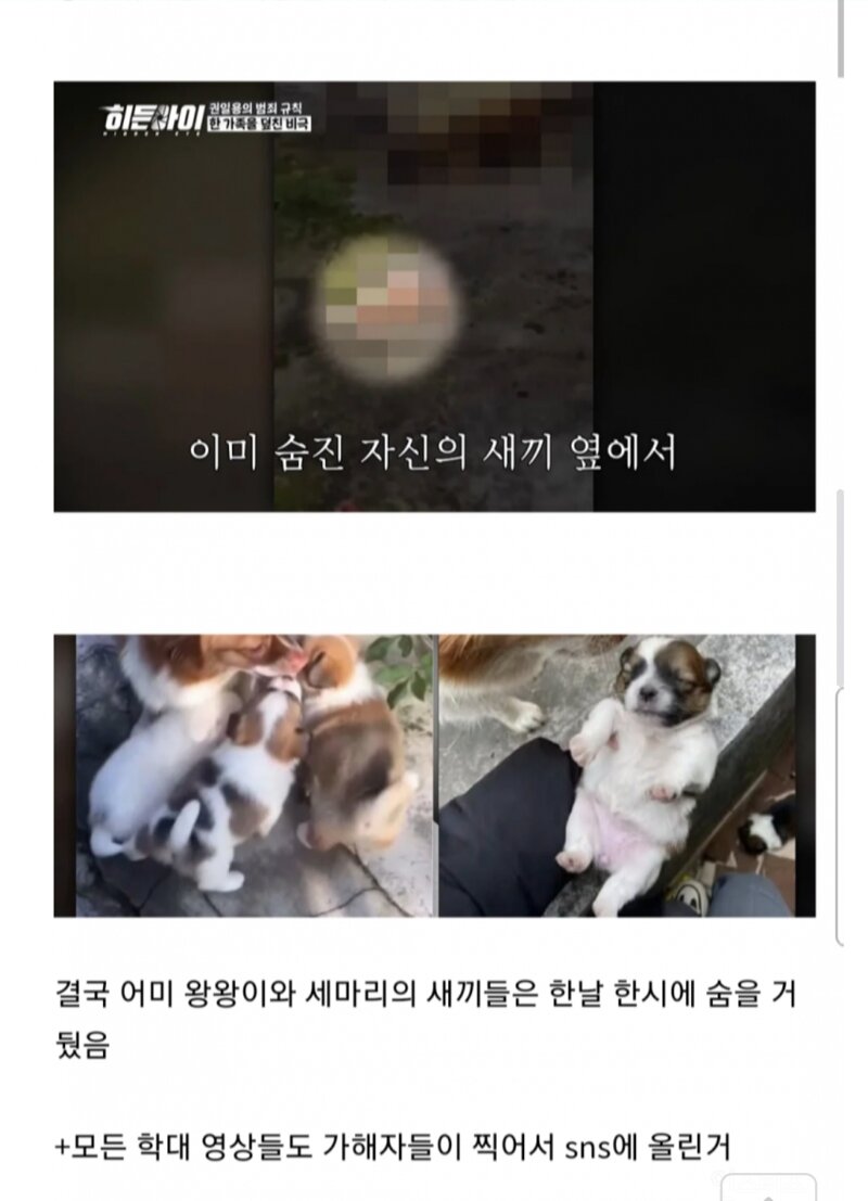 혐주의) 동네에서 이쁨받는 강아지 가족을 몰살시킨 끔찍한 초딩들, (2)