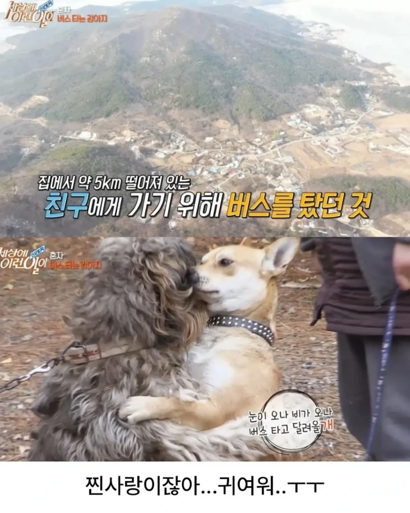 고전] 친구 만나러 혼자 버스타고 5km를 무임승차하는 초롱이