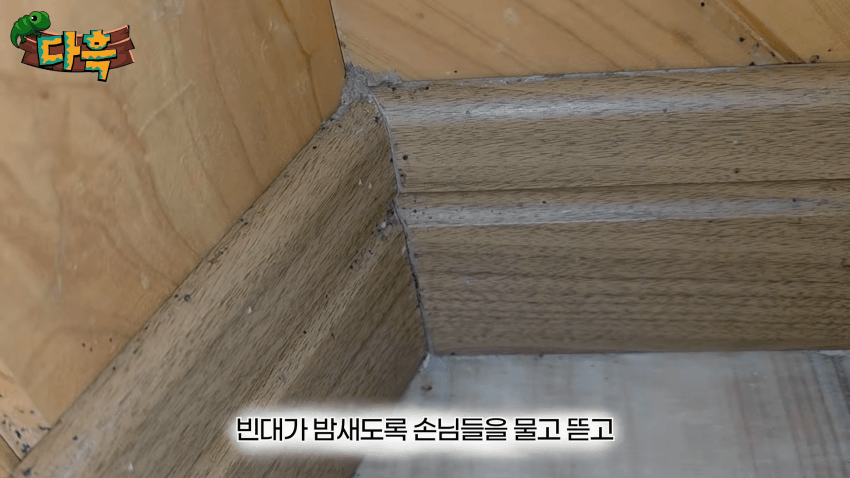 오싹오싹 부산 찜질방에 출몰해서 난리난 빈대(베드버그)상황 (7)