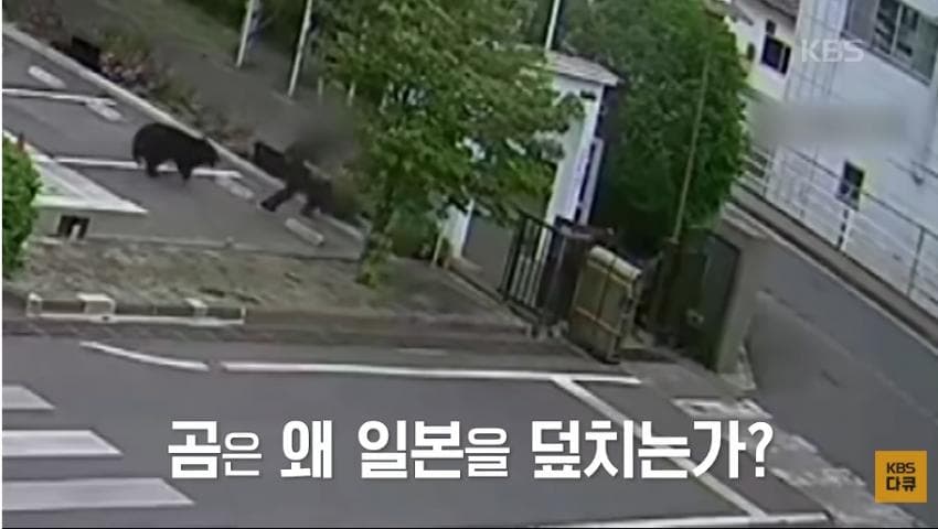 곰이 늙은 일본을 덮치다. 여고생 덮친 아키타 반달곰,,