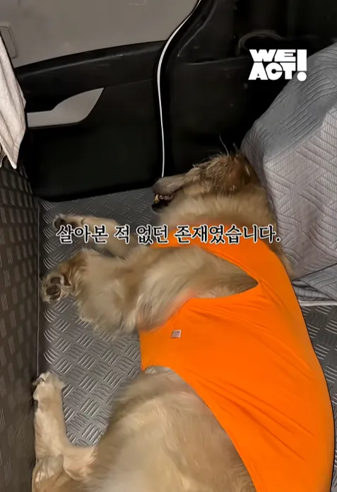 빡침주의) 폭염속 차 안에 살던 리트리버 카도 (18)