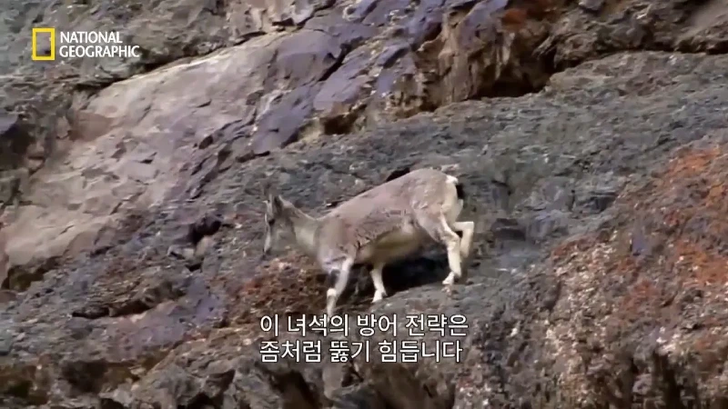 사냥 중 120m 절벽 아래로 떨어진 눈표범. jpg & YouT