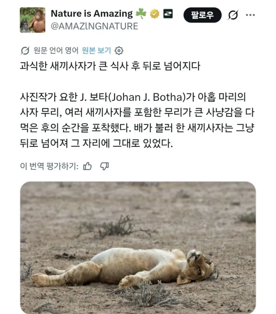 새끼 사자 : 아이고 잘 먹었다