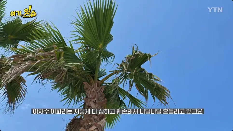 여수 세계 섬 박람회 가 본 YTN 기자 후기 (5)