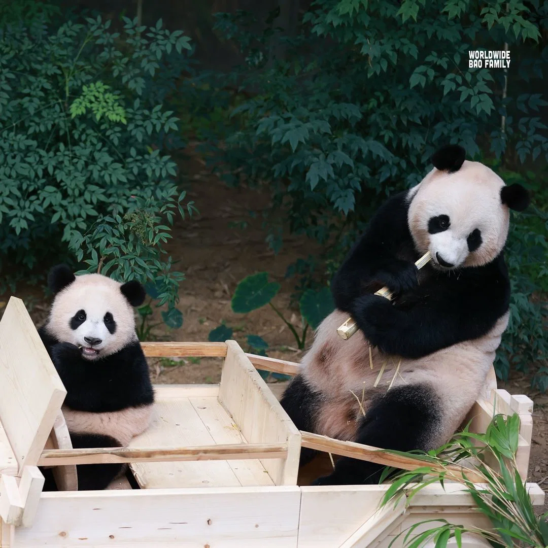 아이바오 따라하는 후이바오 🐼❤🩷