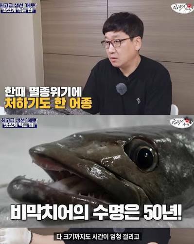 맛있어서 멸종직전까지갔던 비운의 생선 (4)