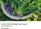 남해 보물초 시금치 2kg