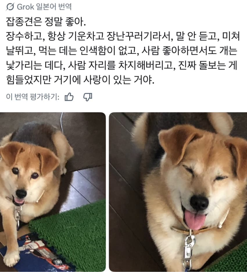 싱글벙글 너무 섞여서 잘 모르겠는 잡종견 사진집이 갖고 싶어 (9)