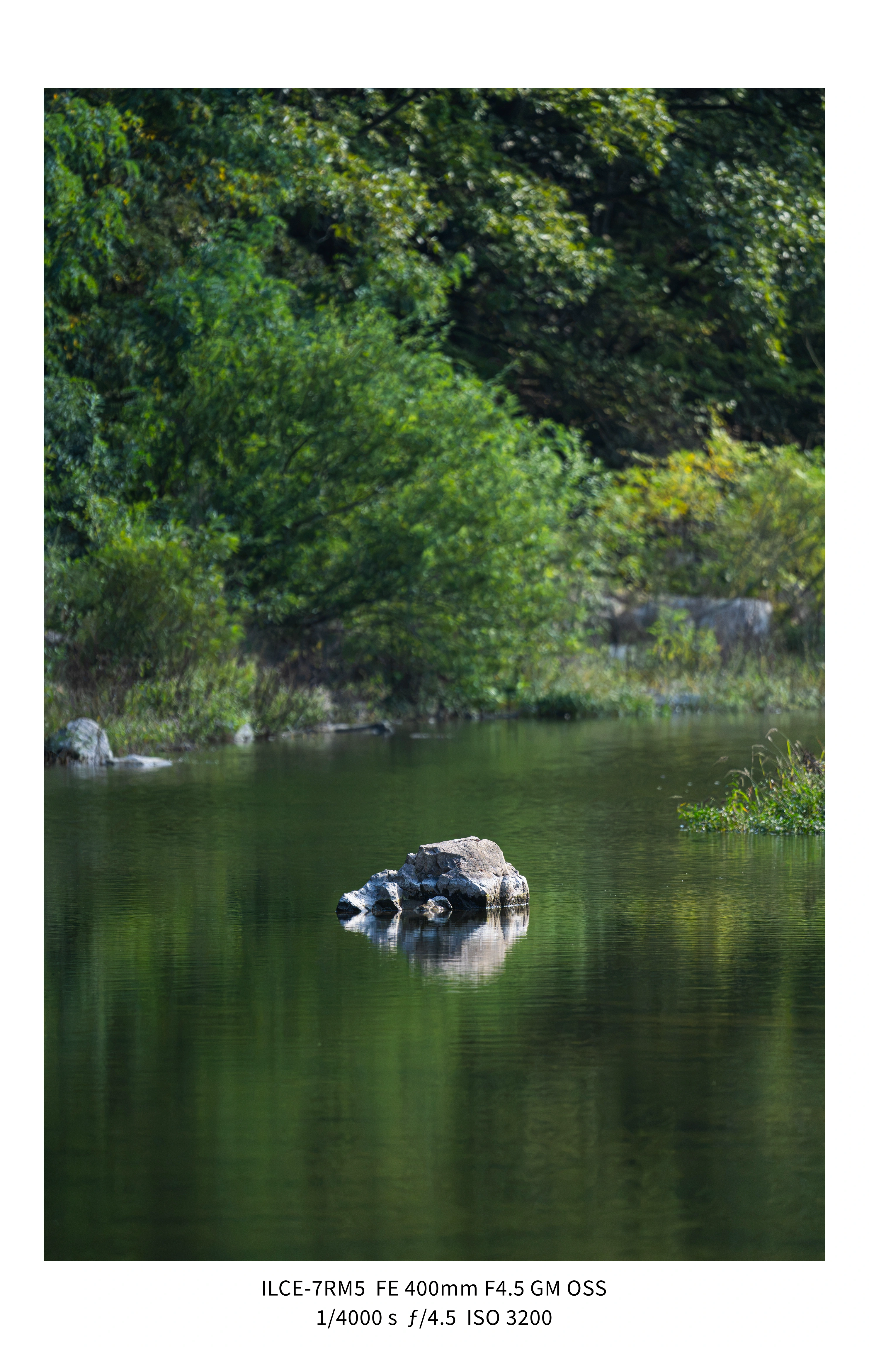 애기사백금(400mm F4.5 GM) non-새찍 작례 (25장) (3)