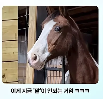 얼룩말 처음 본 말 반응.jpg
