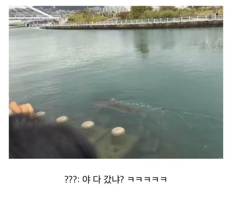 해경들 점심 먹으러 간 사이 다시 돌아온 부산 상어