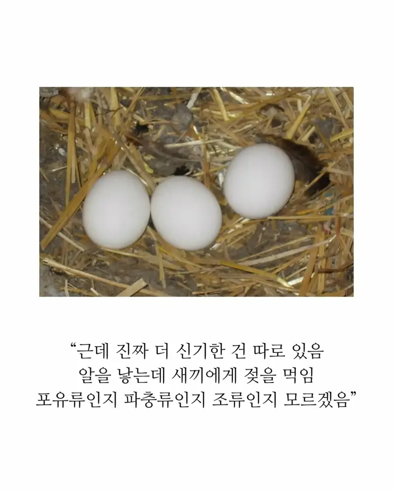 18세기 허언증 갤러리 (6)