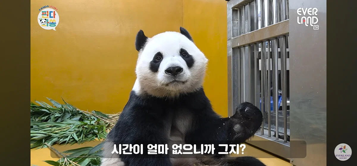 [판다와쏭] 루이후이 중국 유학 가기전까지 매일 출근하실거라는 송바오님💜🩷🐼🐼 (4)