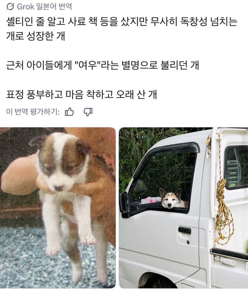 싱글벙글 너무 섞여서 잘 모르겠는 잡종견 사진집이 갖고 싶어 (10)