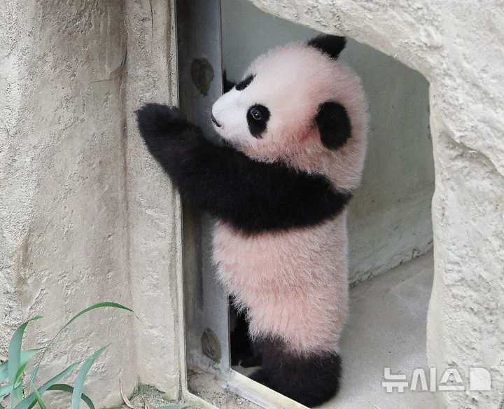 혼자서도 잘 노는 막둥이 슈바오🐼🩵 (16)
