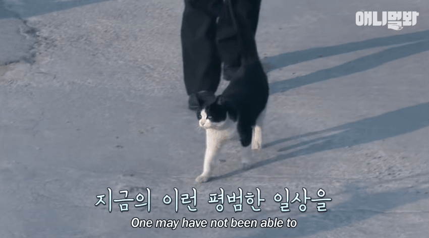 싱글벙글 자신을 치료해준 아재를 불길속에서 구한 털바퀴