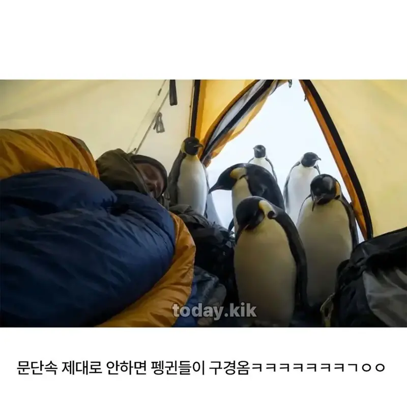 남극에서 잘때 문단속 안하면 (3)