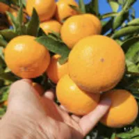 천혜향 2kg