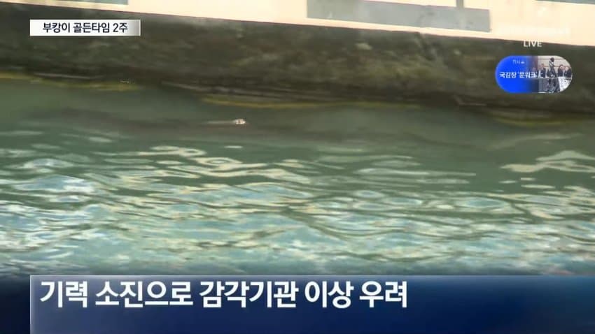 한 달째 갇힌 부산 상어…세 번째 탈출 작전 (9)