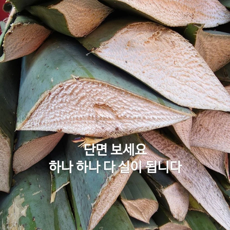 우리 선조들이 멕시코에 가서 한 일