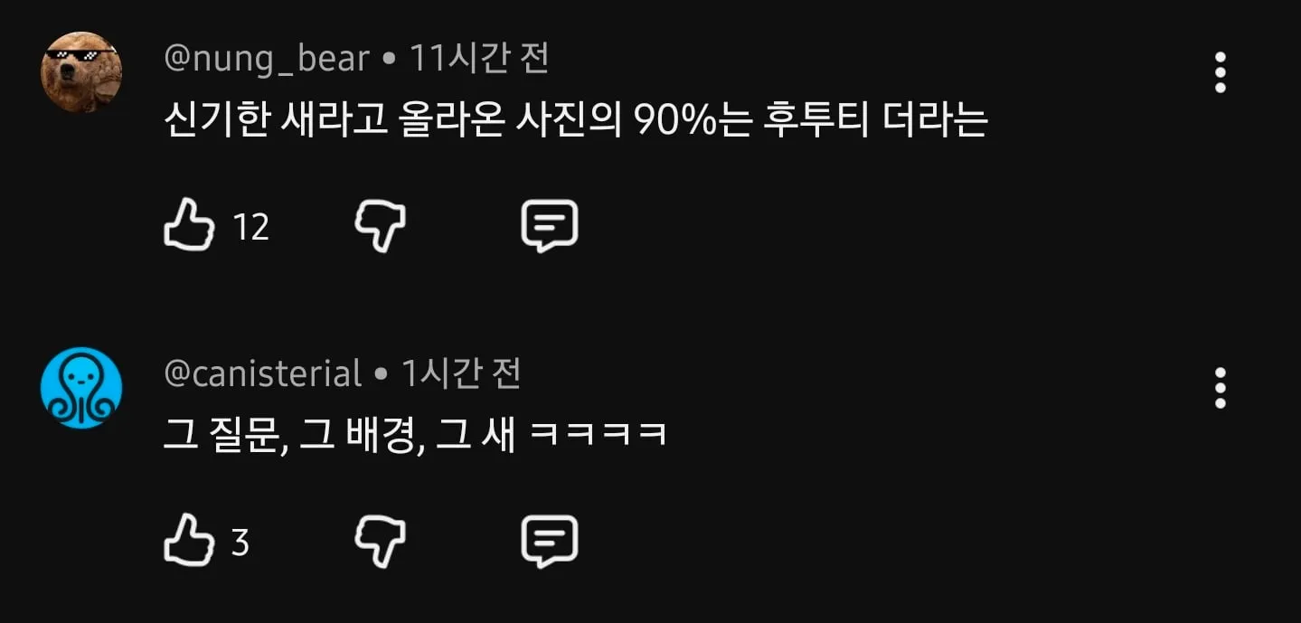 인터넷에 신기한 새라고 사진 올라오면 상당수를 차지하는 새.jpg