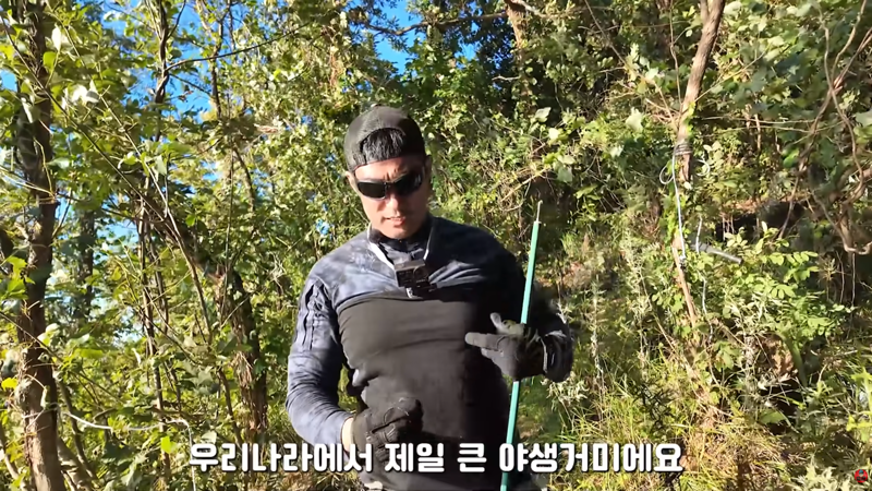 혐주의) 산왕거미를 생으로 먹어버린다는 국내 유튜버 (2)
