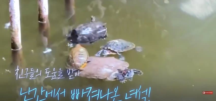 큰 거북이 곤경에 처하자 헤엄쳐간 작은 영웅들 (10)