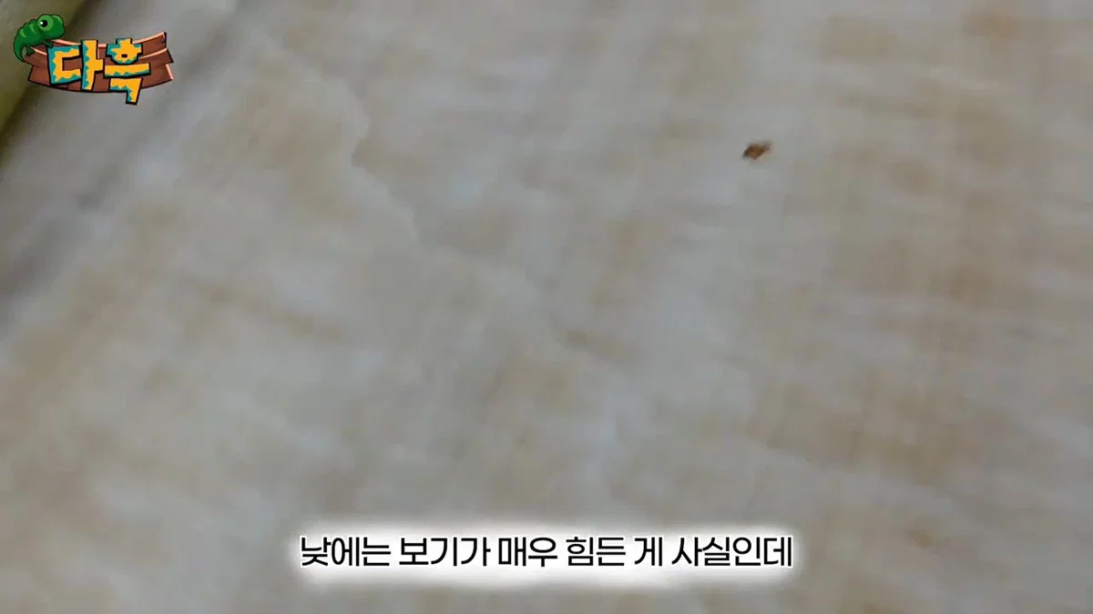 부산 찜질방 빈대 이슈 업로드한 유튜버 다흑... (12)