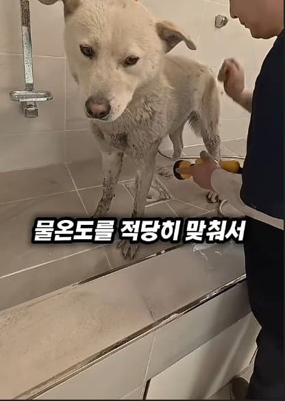 평생 목욕 한번 안 해본 차고지 지킴이 2살 한성이의 생애 첫 목욕대작전 (38)